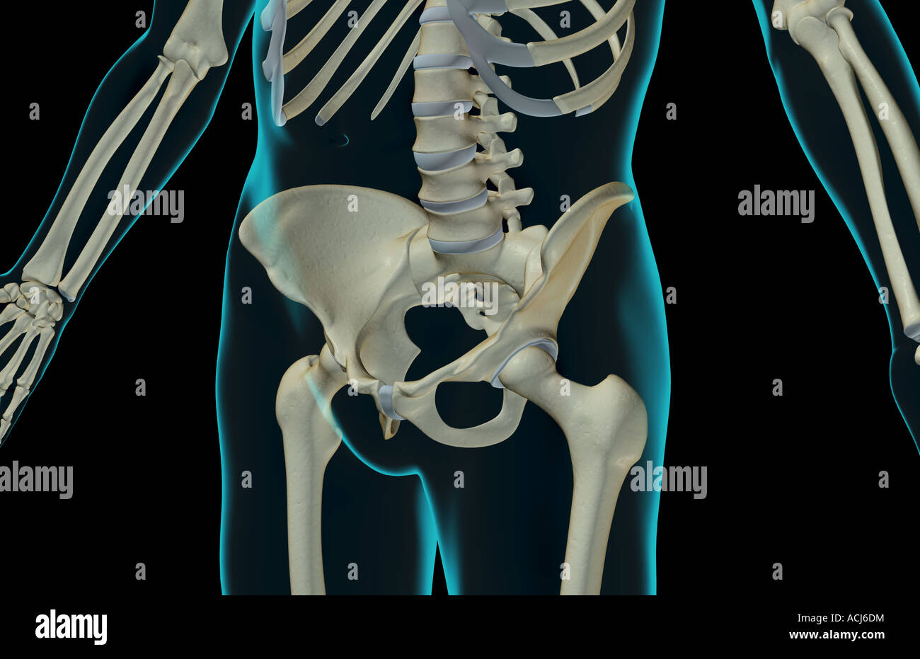the-bones-of-the-lower-body-stock-photo-alamy