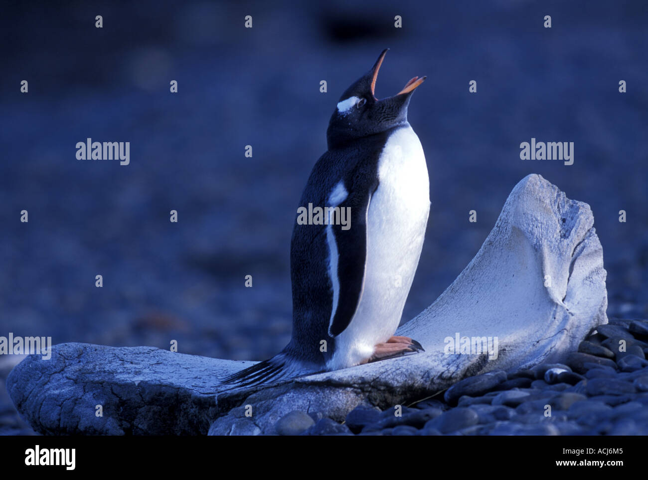 South Georgia Island Gentoo Penguin Pygoscelis papua yawns while standing atop bleached whale bone by Leith Harbour Stock Photo