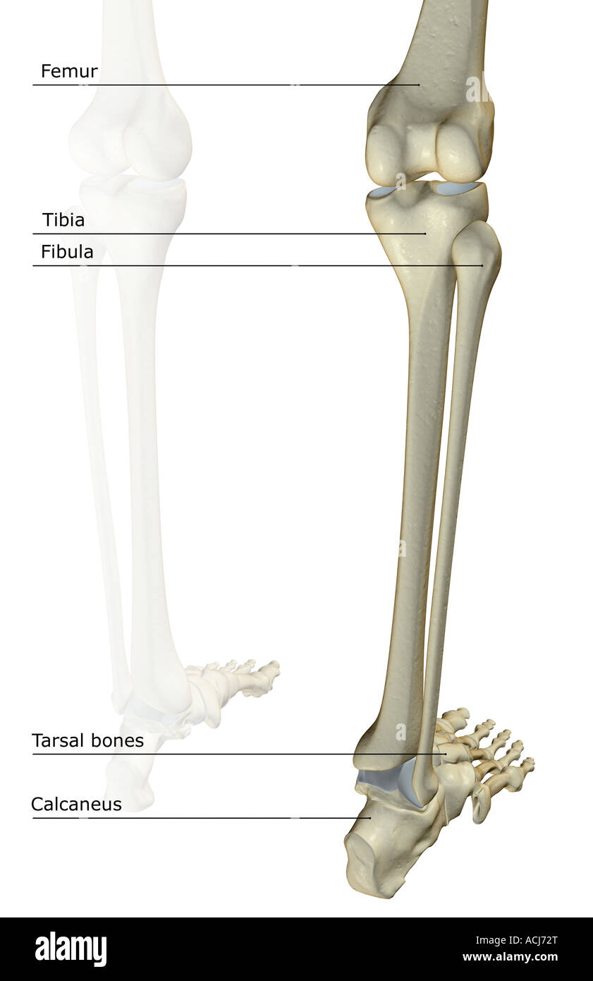 The bones of the leg Stock Photo Alamy