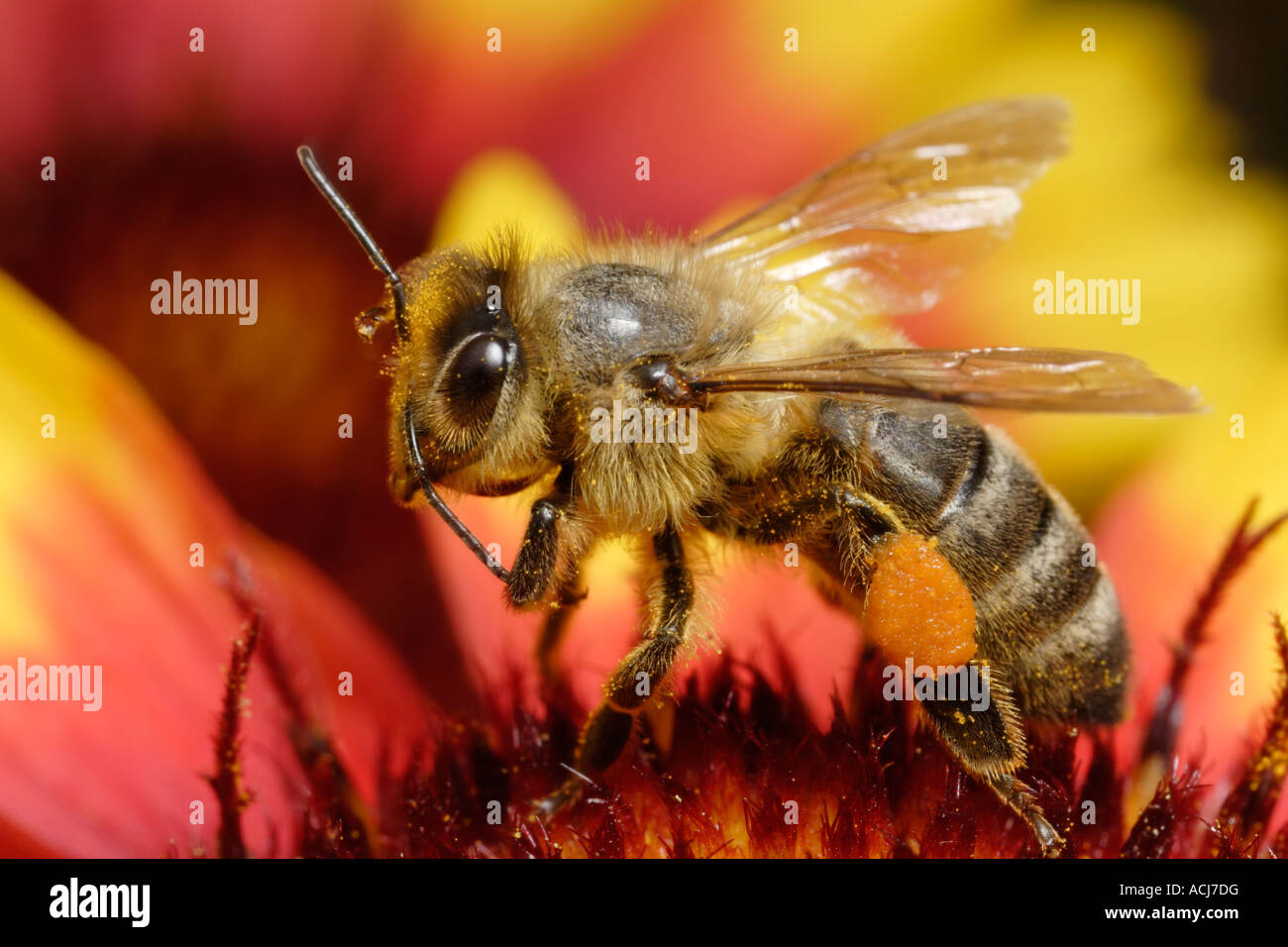 Honeybee (Apis mellifera) on cone flower Stock Photo