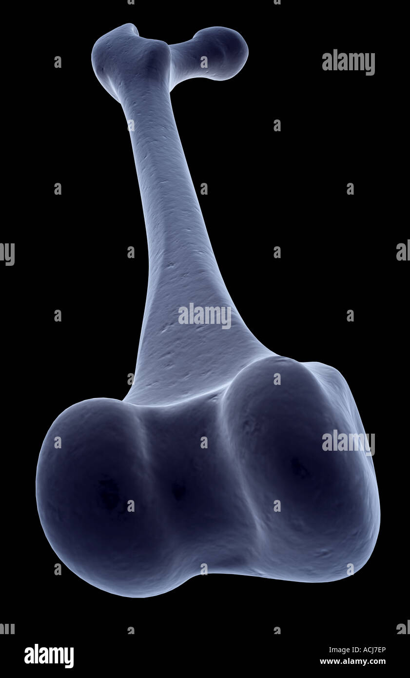 Medial femoral condyle hi-res stock photography and images - Alamy
