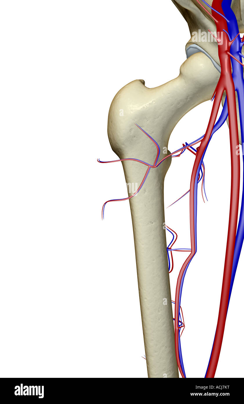 The blood supply of the hip Stock Photo Alamy