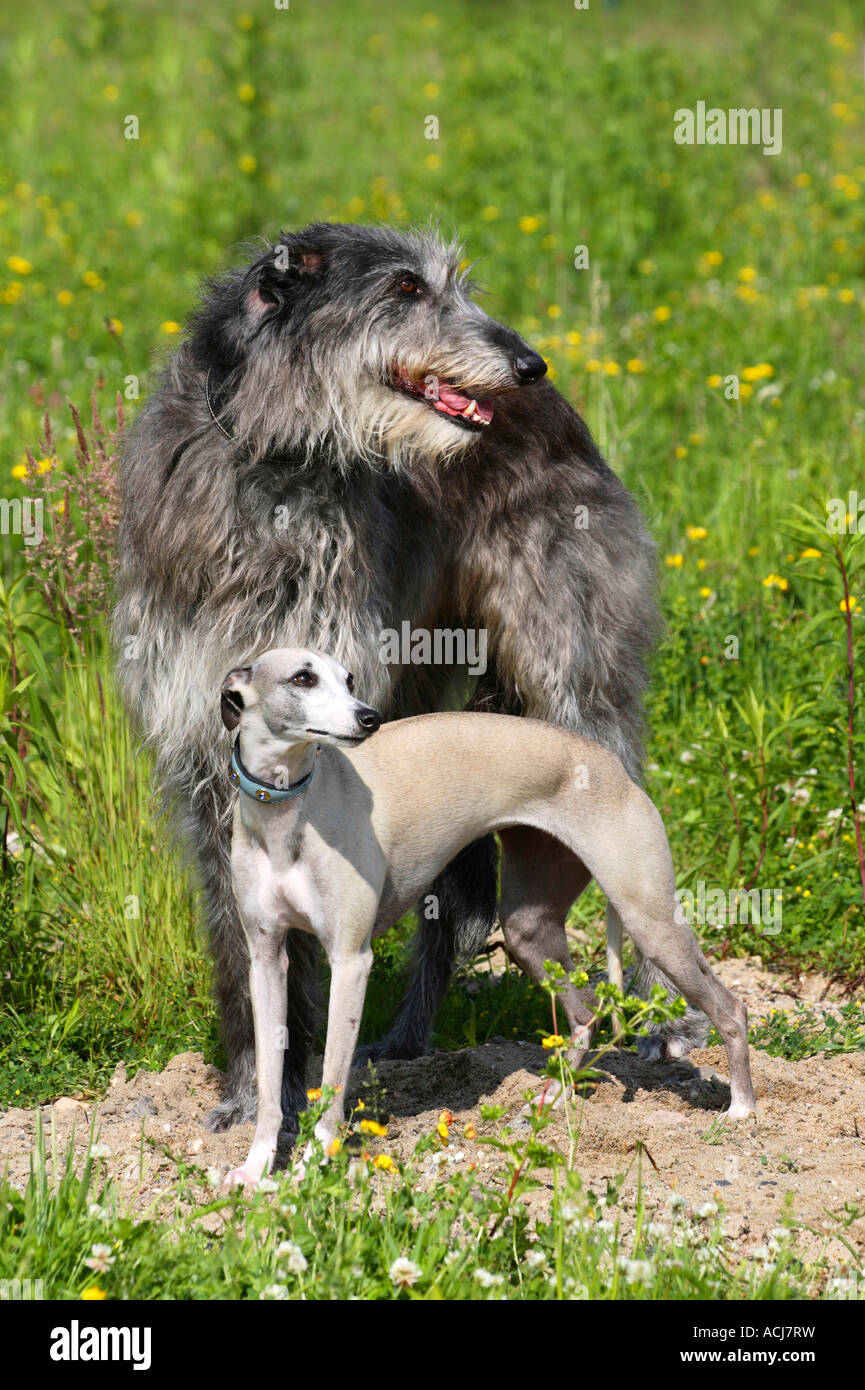 [Image: scottish-deerhound-and-whippet-ACJ7RW.jpg]