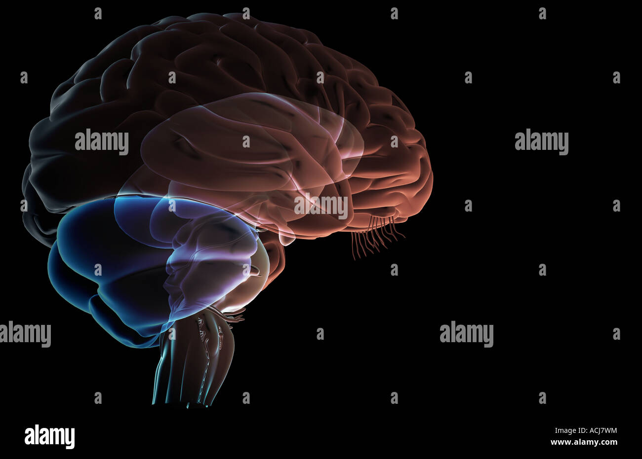 Cerebrum cerebellum brainstem hi-res stock photography and images - Alamy