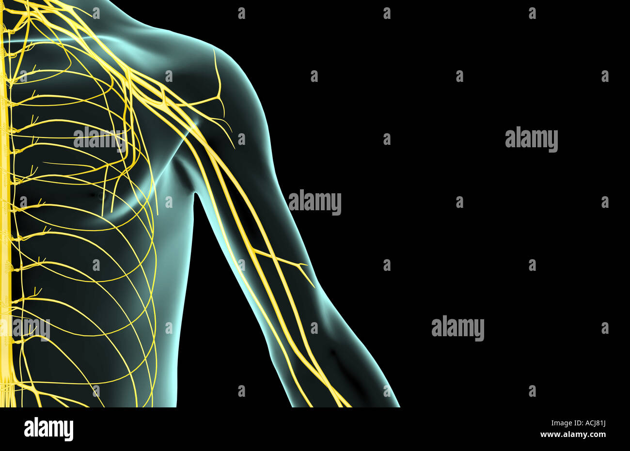 Nerve Diagram Arm Shoulder - Diagram Media