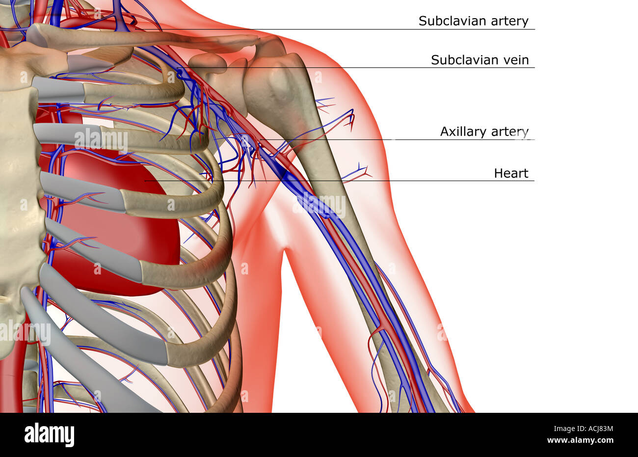 The blood supply of the shoulder Stock Photo Alamy