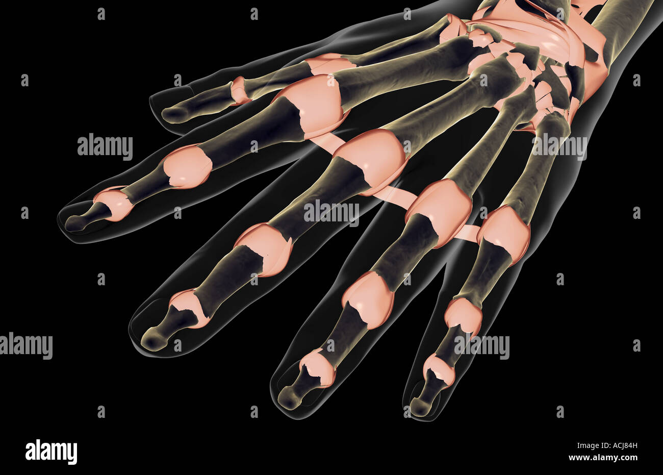 The ligaments of the hand Stock Photo