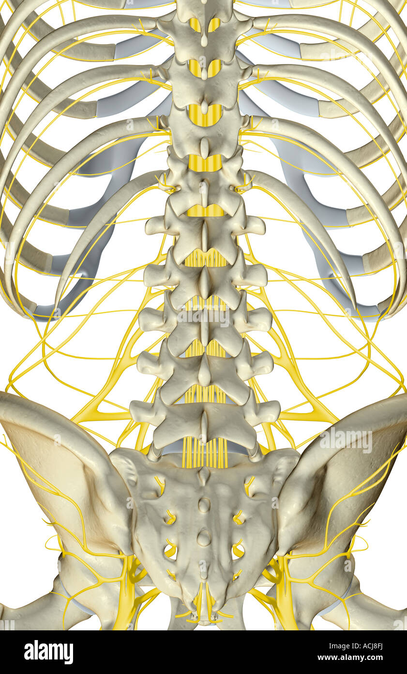The nerves of the lower back Stock Photo Alamy