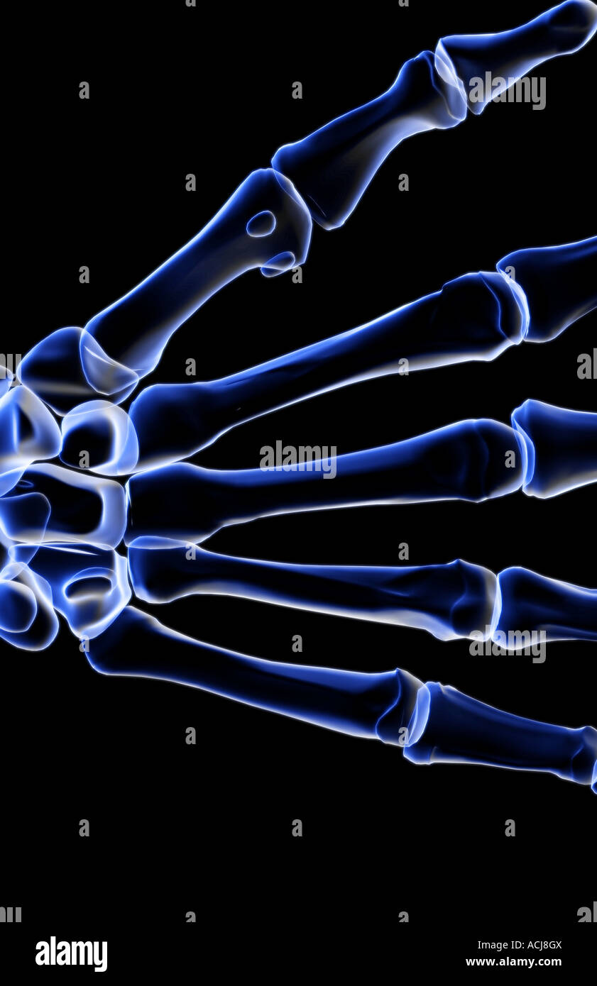 The bones of the hand Stock Photo Biology Diagrams