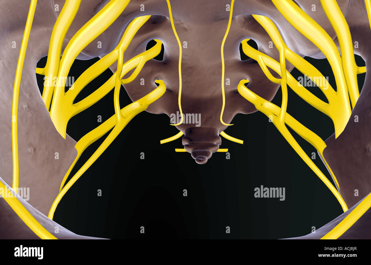 Obturator nerves hi-res stock photography and images - Alamy