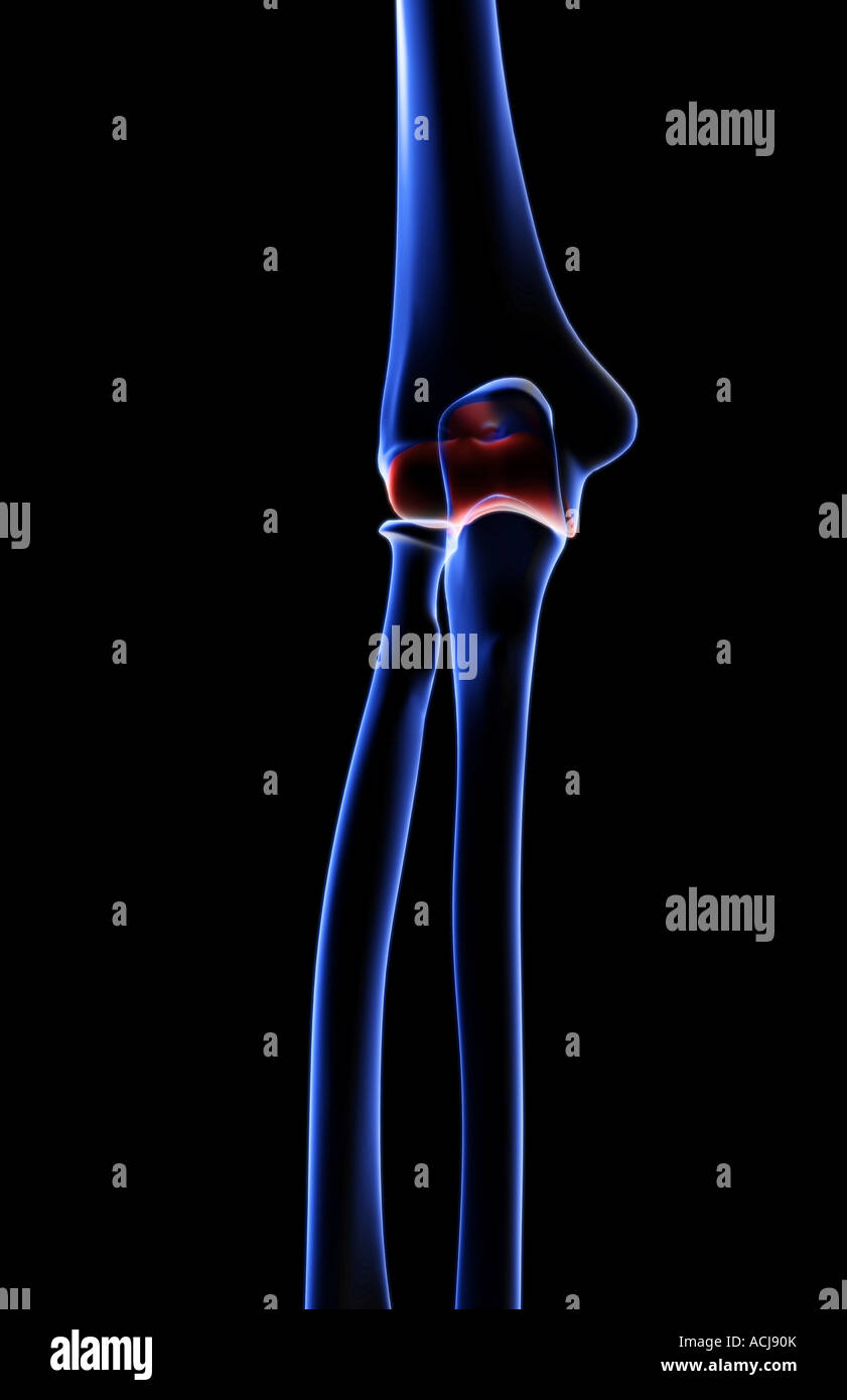 The bones of the elbow Stock Photo Alamy