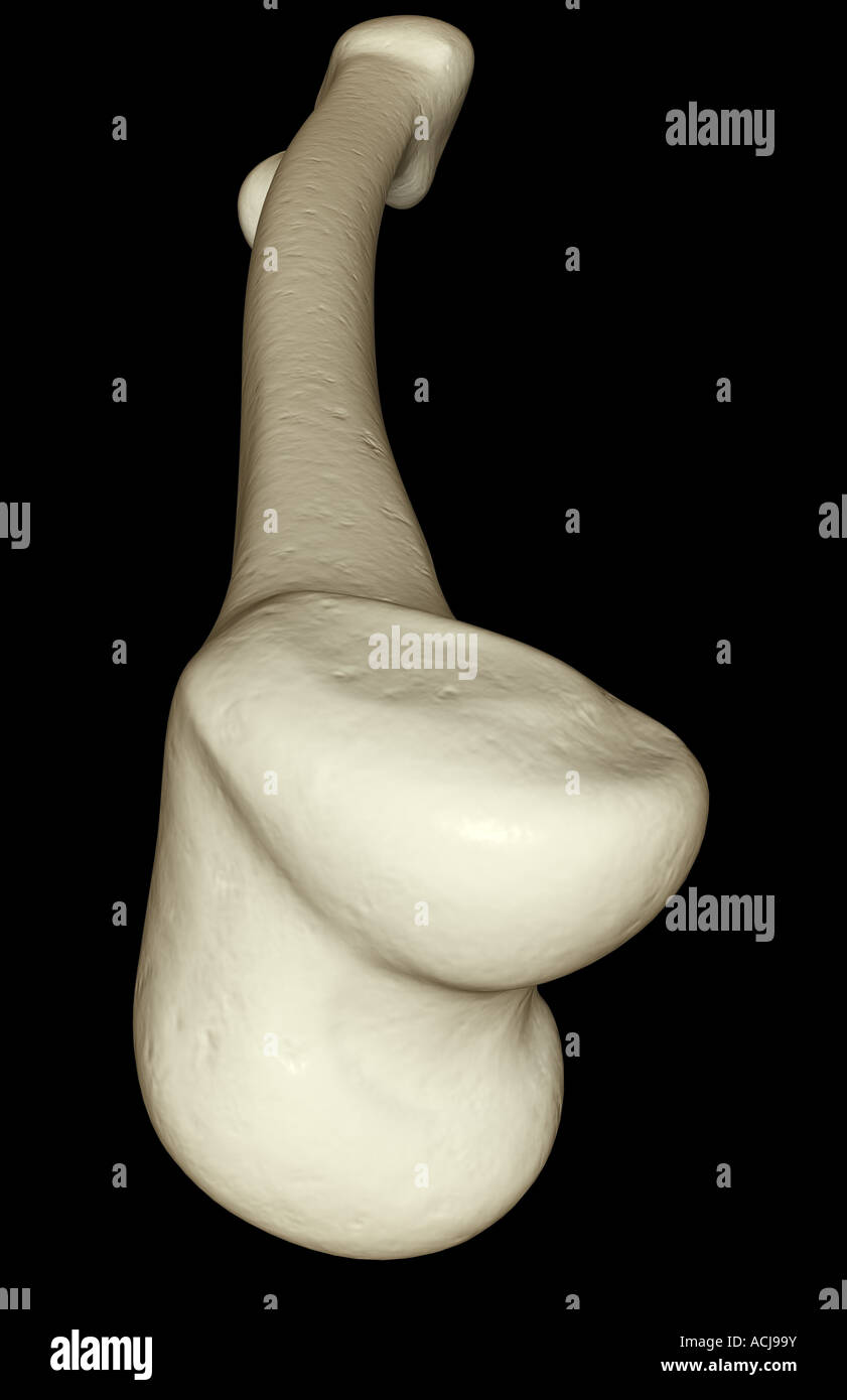 Medial femoral condyle hi-res stock photography and images - Alamy