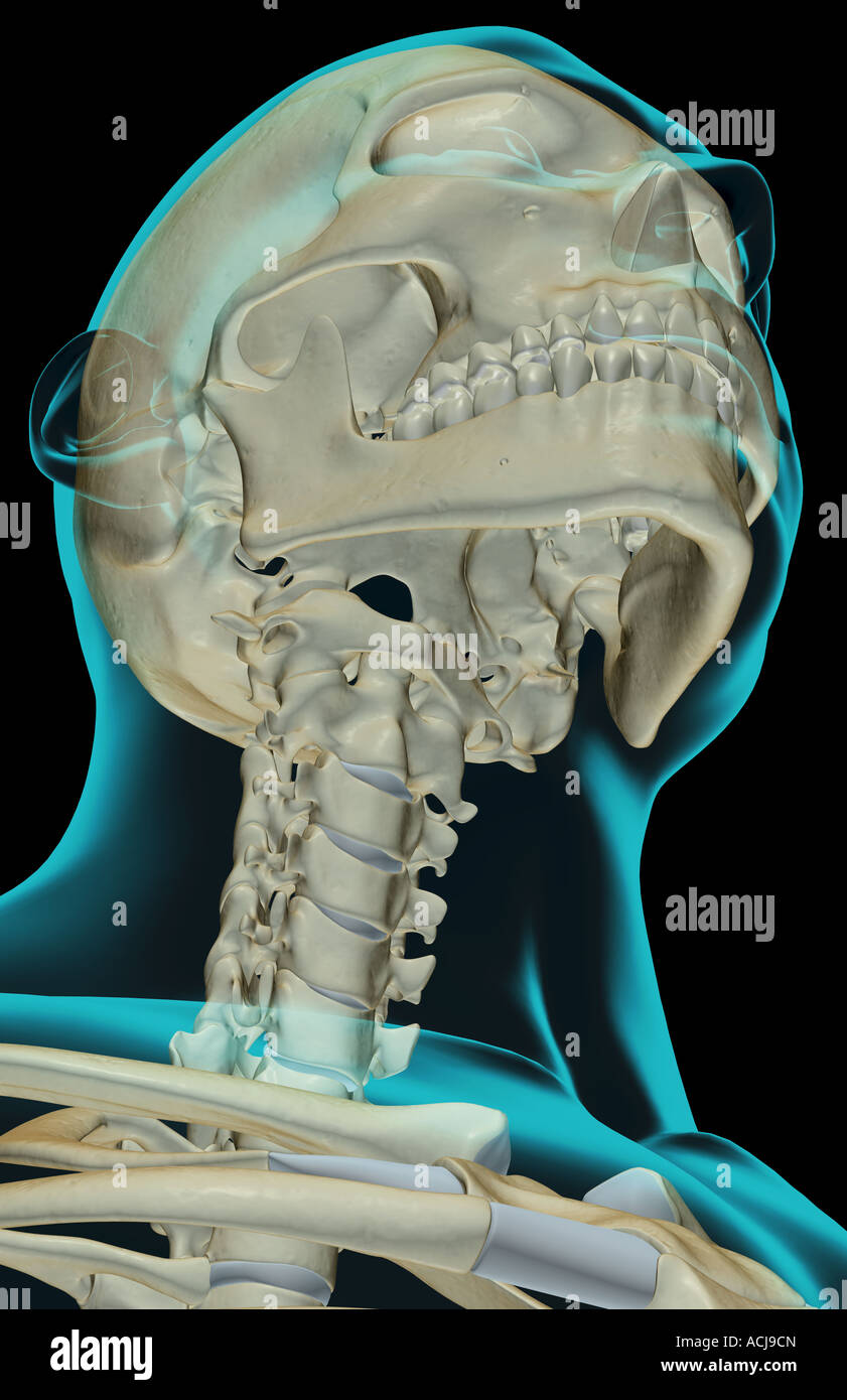 The bones of the head and neck Stock Photo