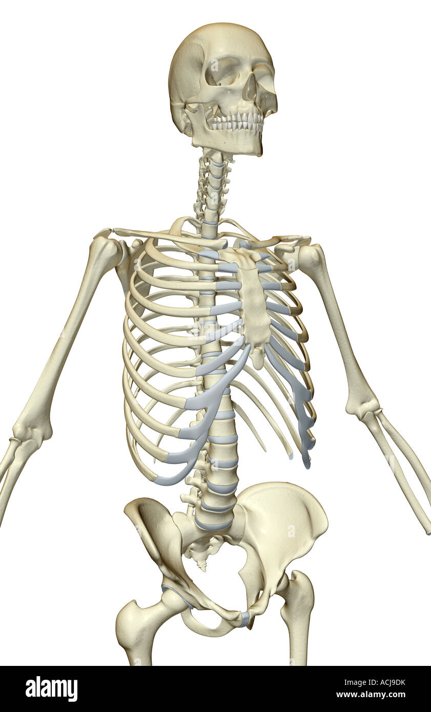 The bones of the upper body Stock Photo Alamy