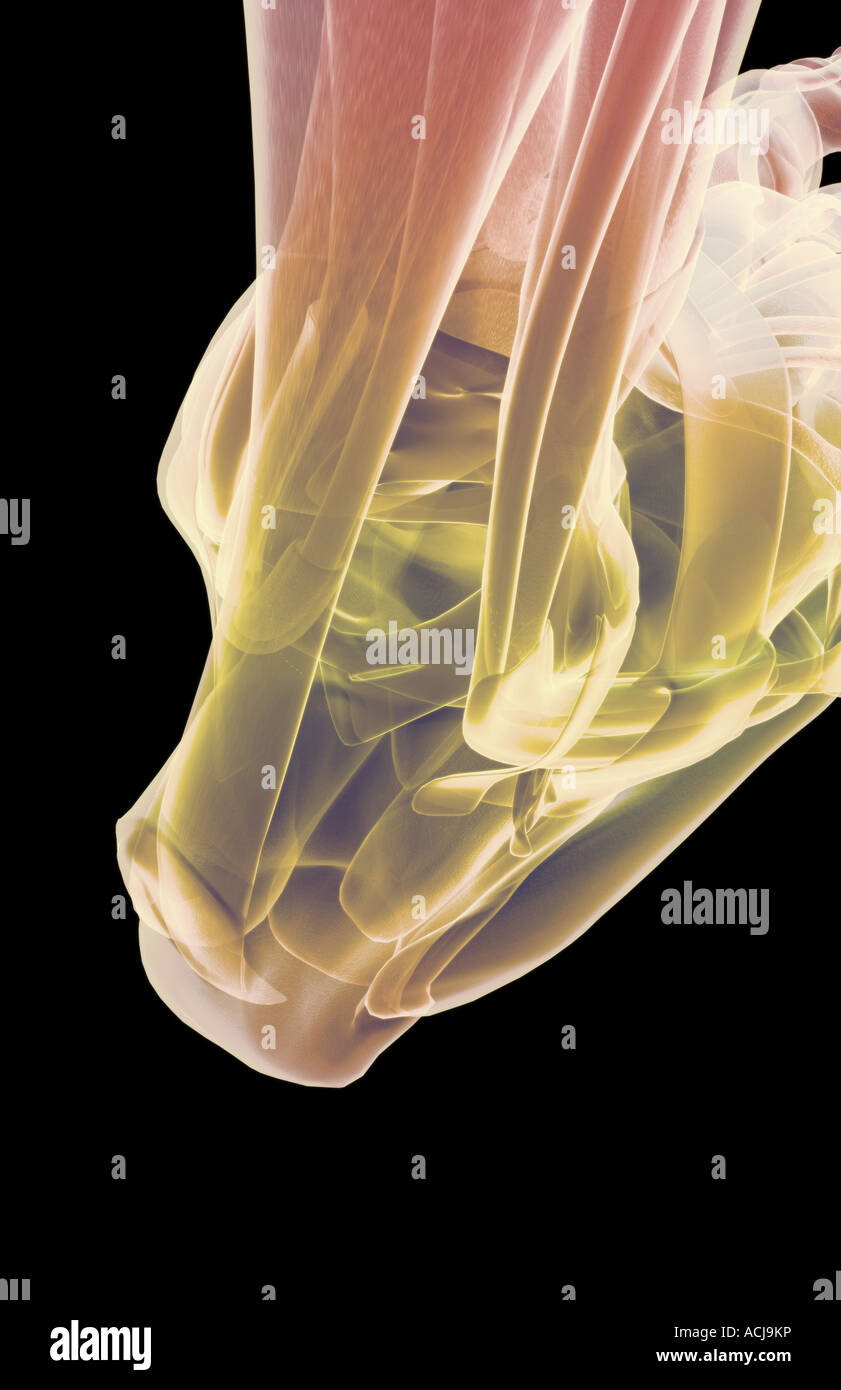 The muscles of the foot Stock Photo