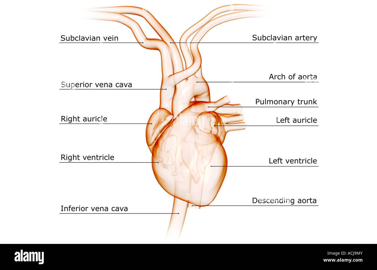 The heart and major vessels Stock Photo Alamy