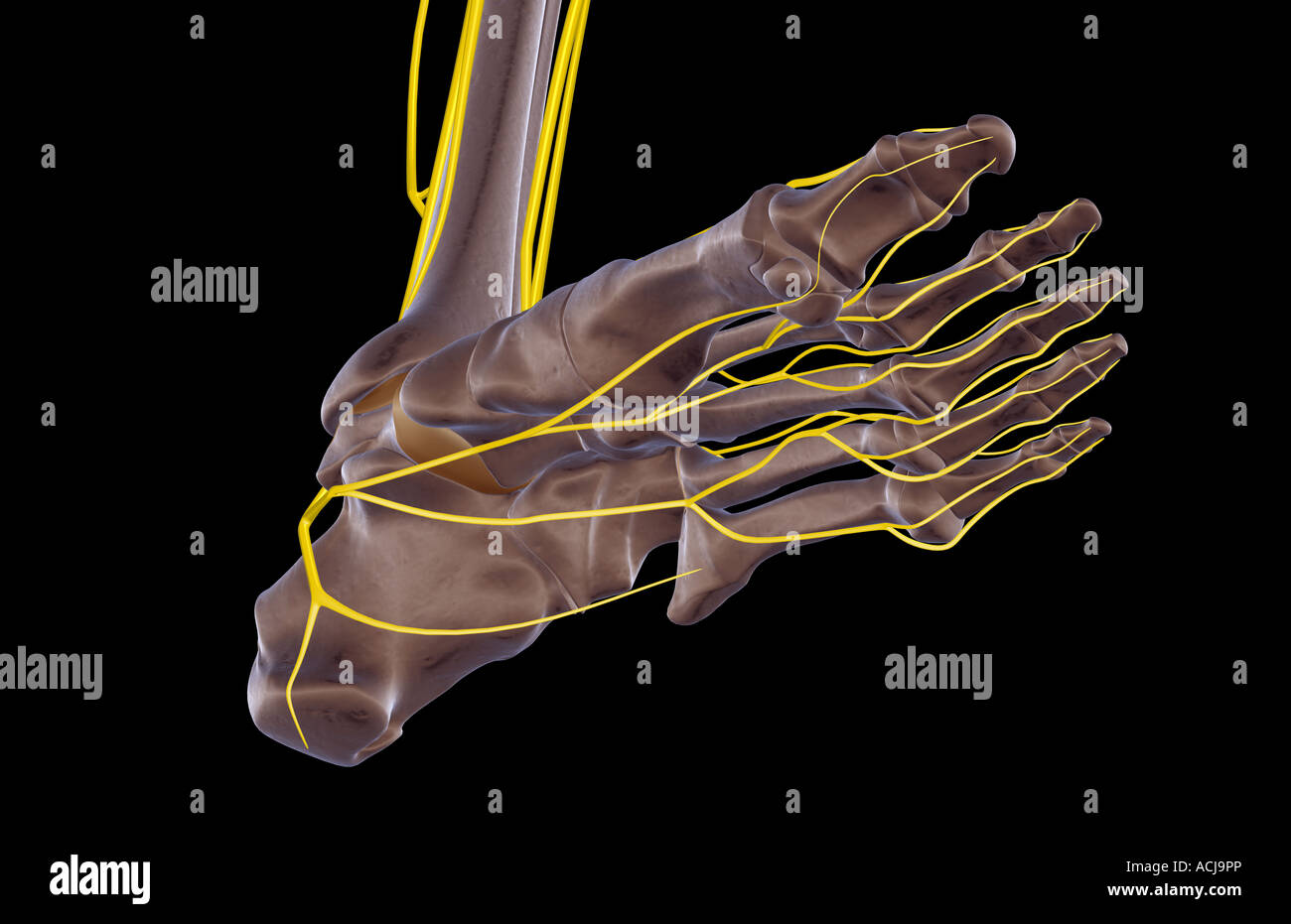 Medial Plantar Nerve High Resolution Stock Photography and Images - Alamy