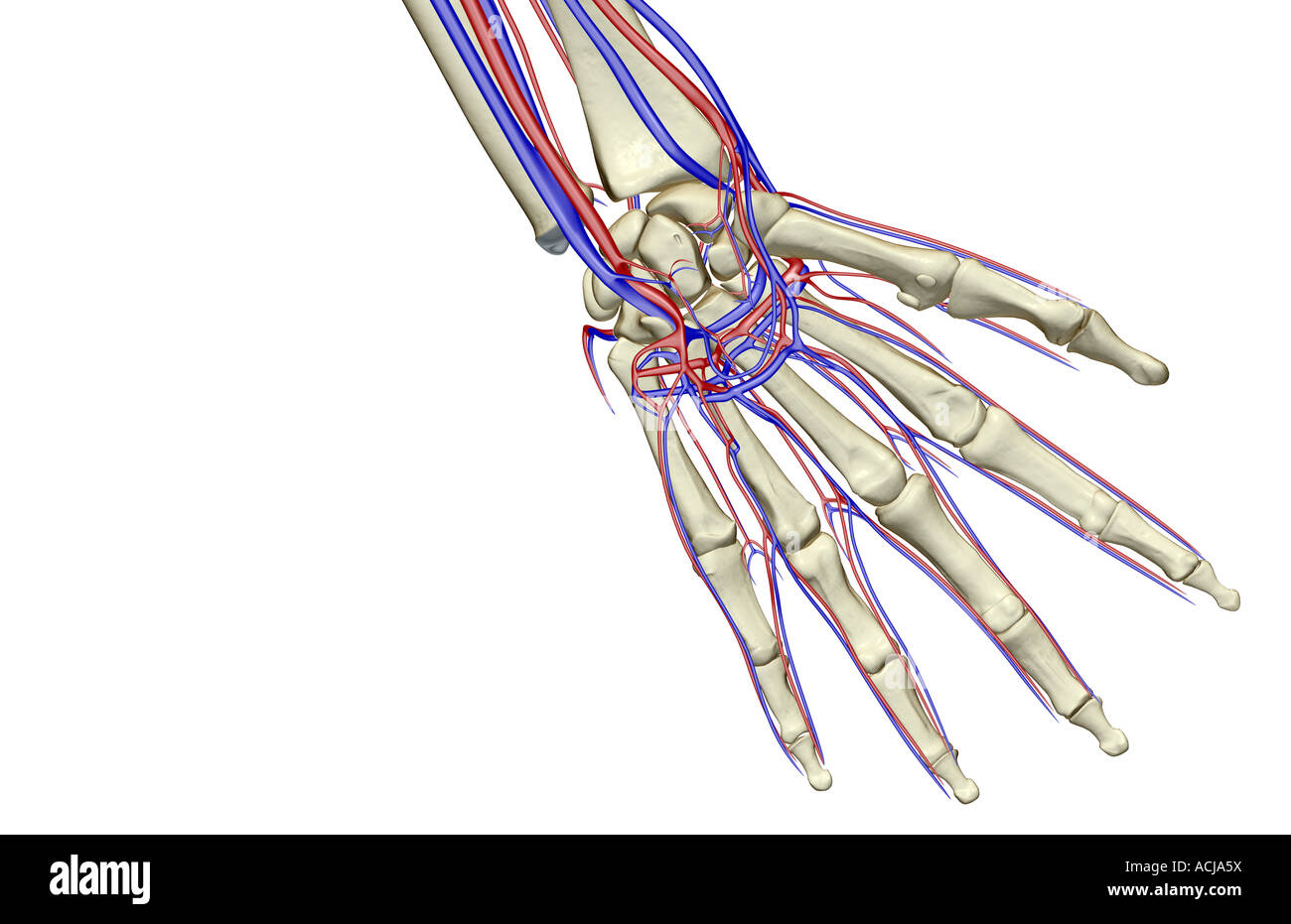 The blood supply of the hand Stock Photo