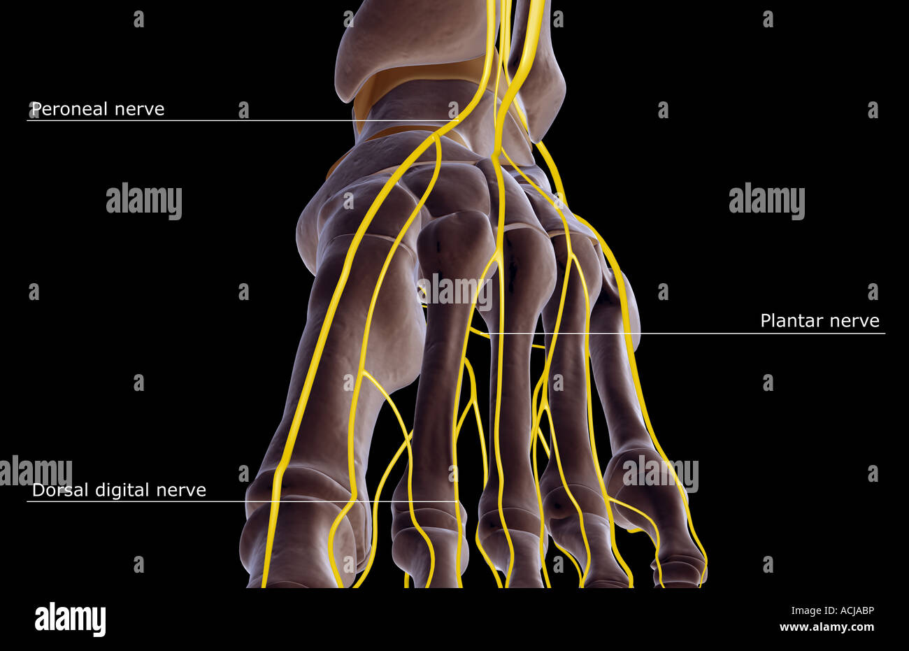 Dorsal Digital Nerves High Resolution Stock Photography and Images - Alamy