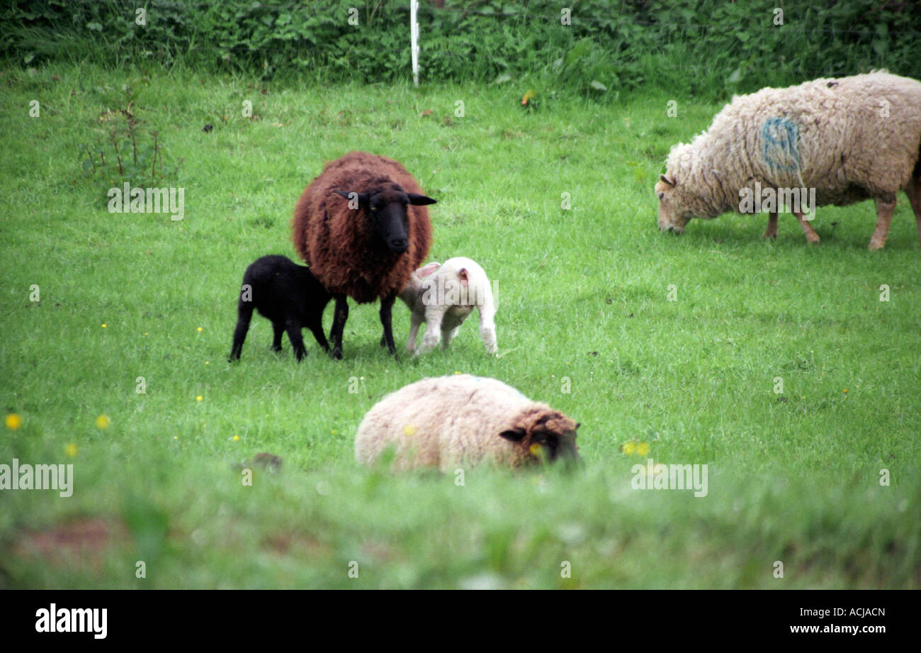 Black and white sheep and lambs Stock Photo