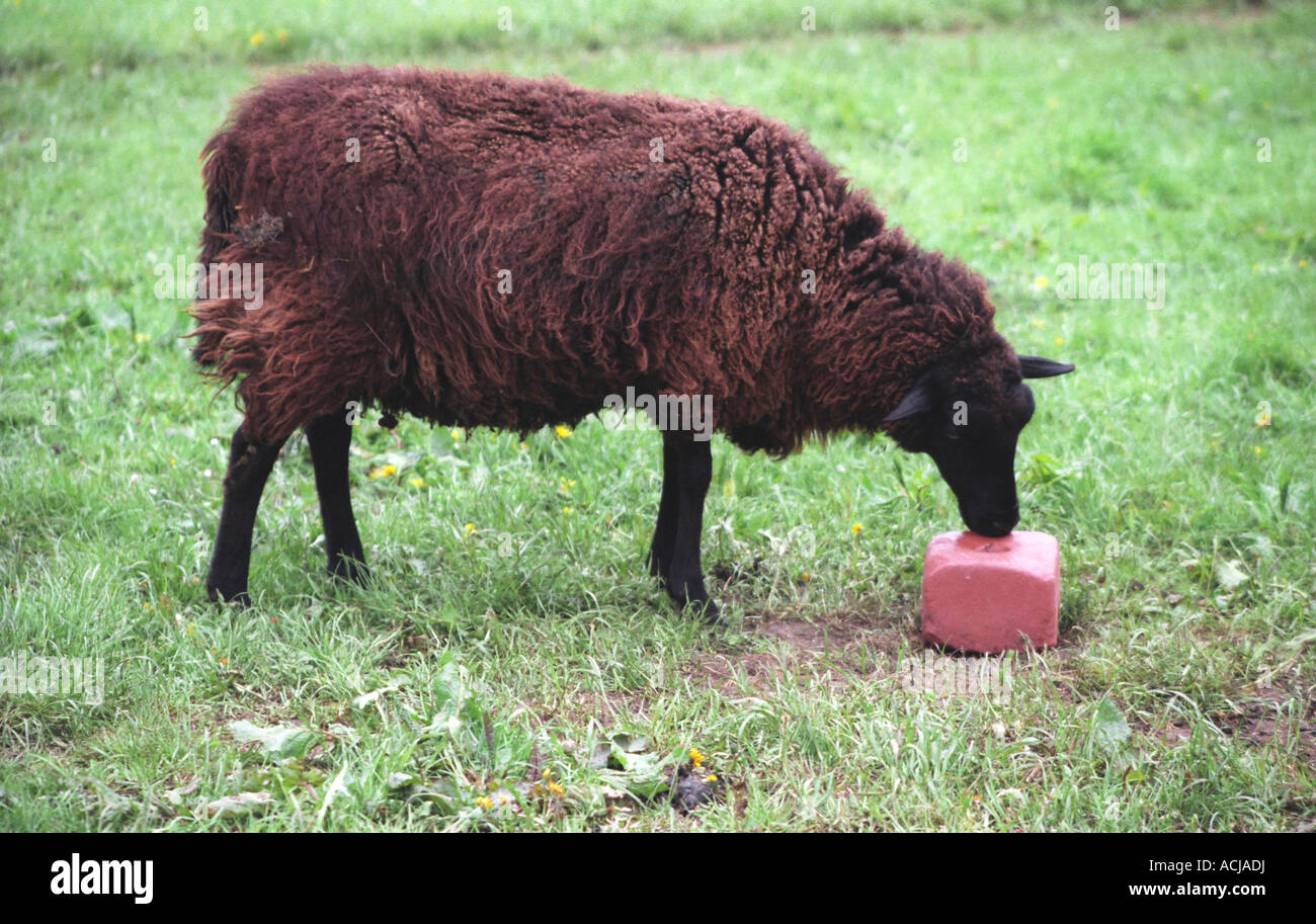Black sheep with mineral salt lick block Stock Photo