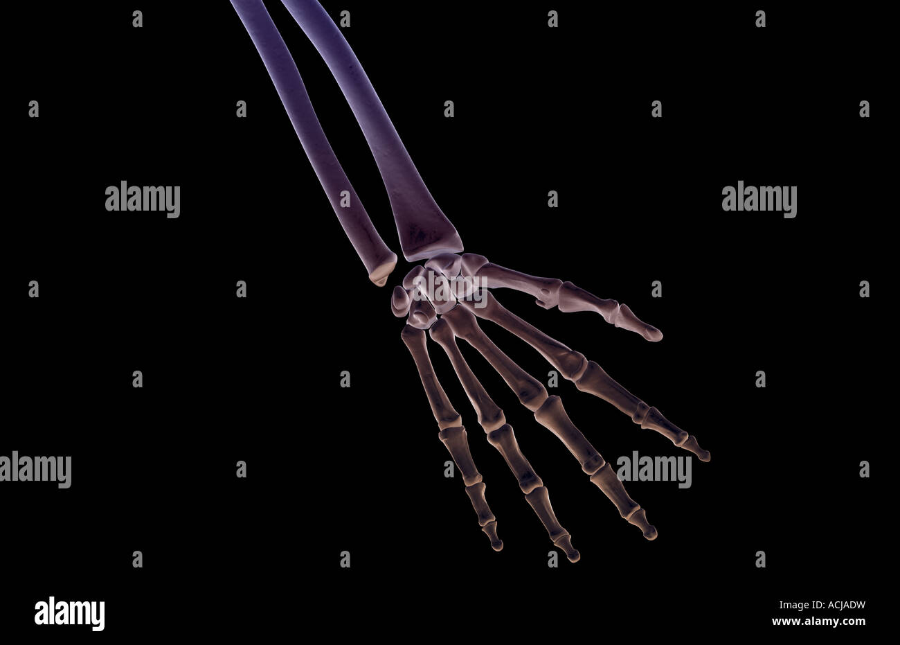 The bones of the hand Stock Photo Biology Diagrams