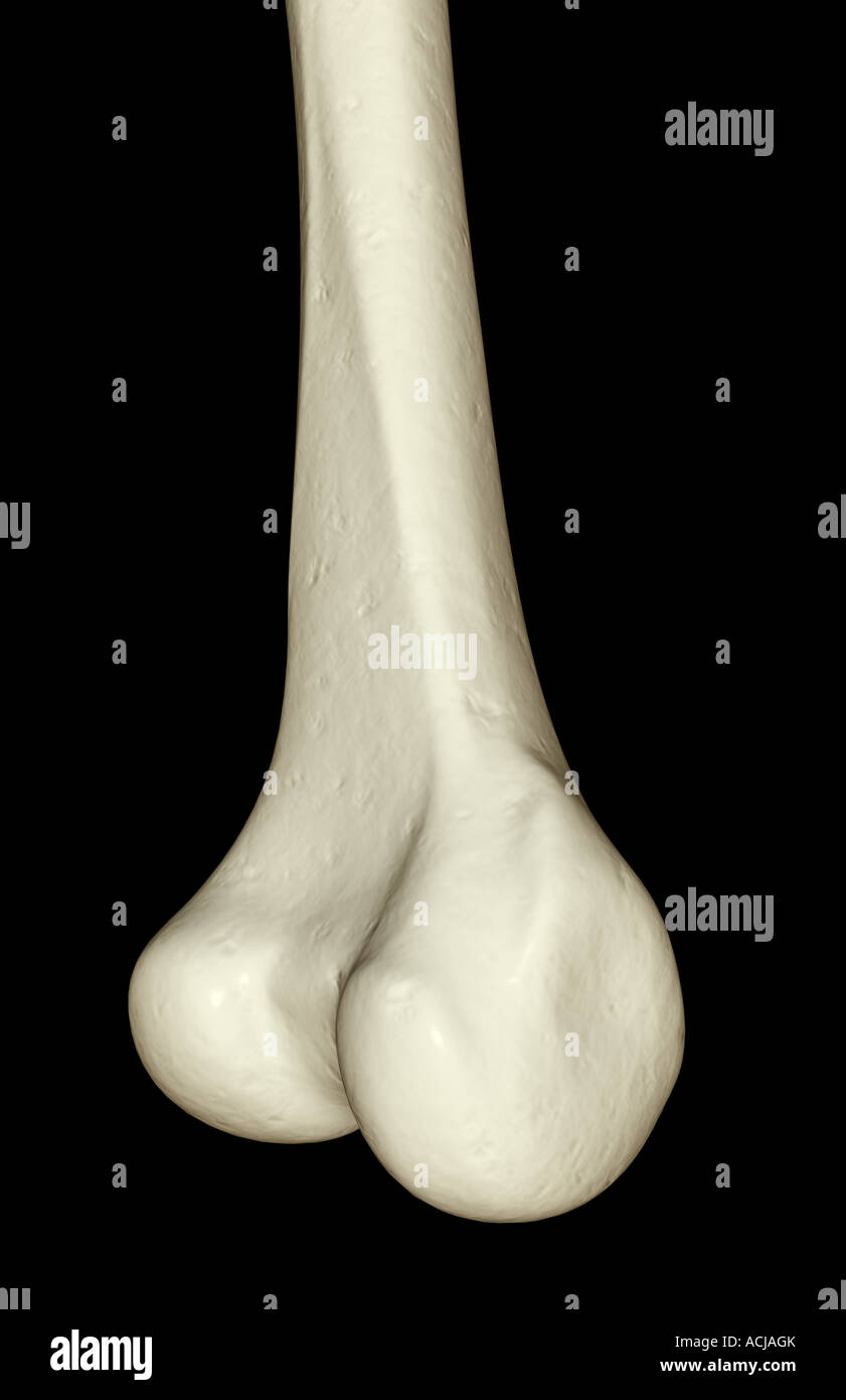 Lateral femoral condyle hi-res stock photography and images - Alamy