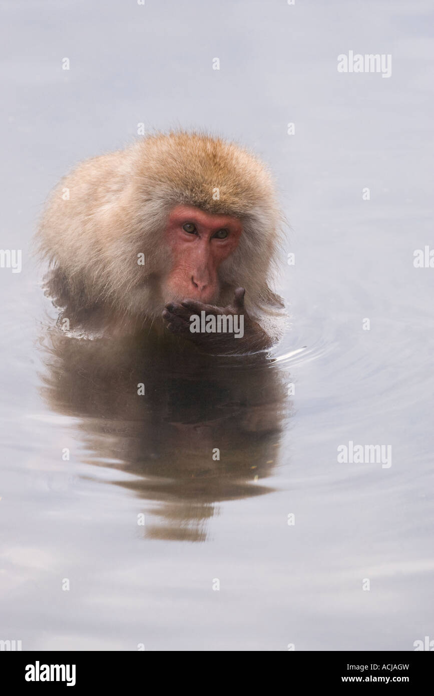 Snow monkey looking at his palm Stock Photo
