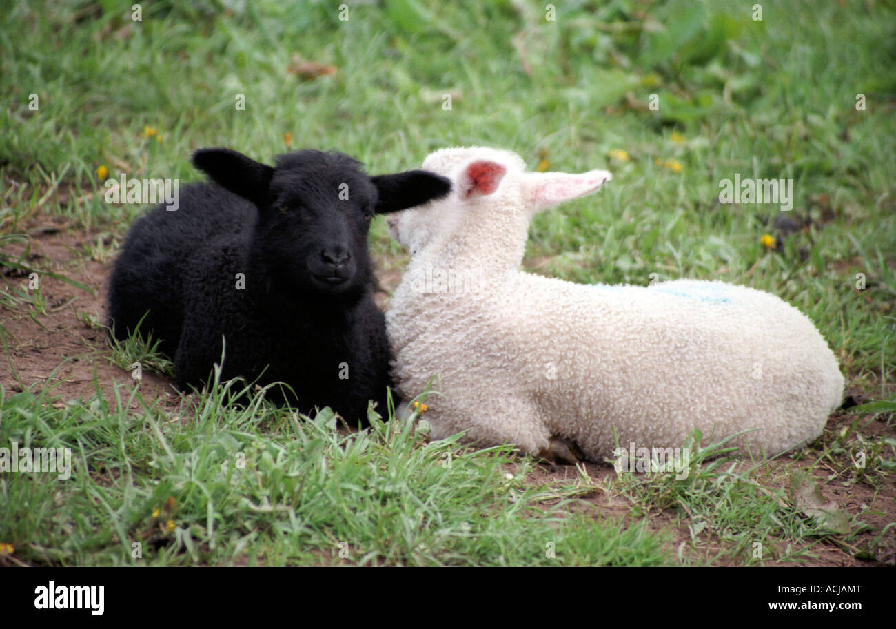 Black and white sheep and lambs Stock Photo