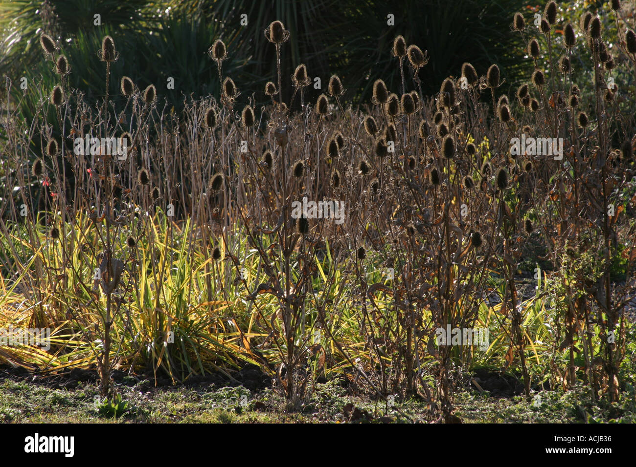 Teasels backlit in autumn sunlight Stock Photo