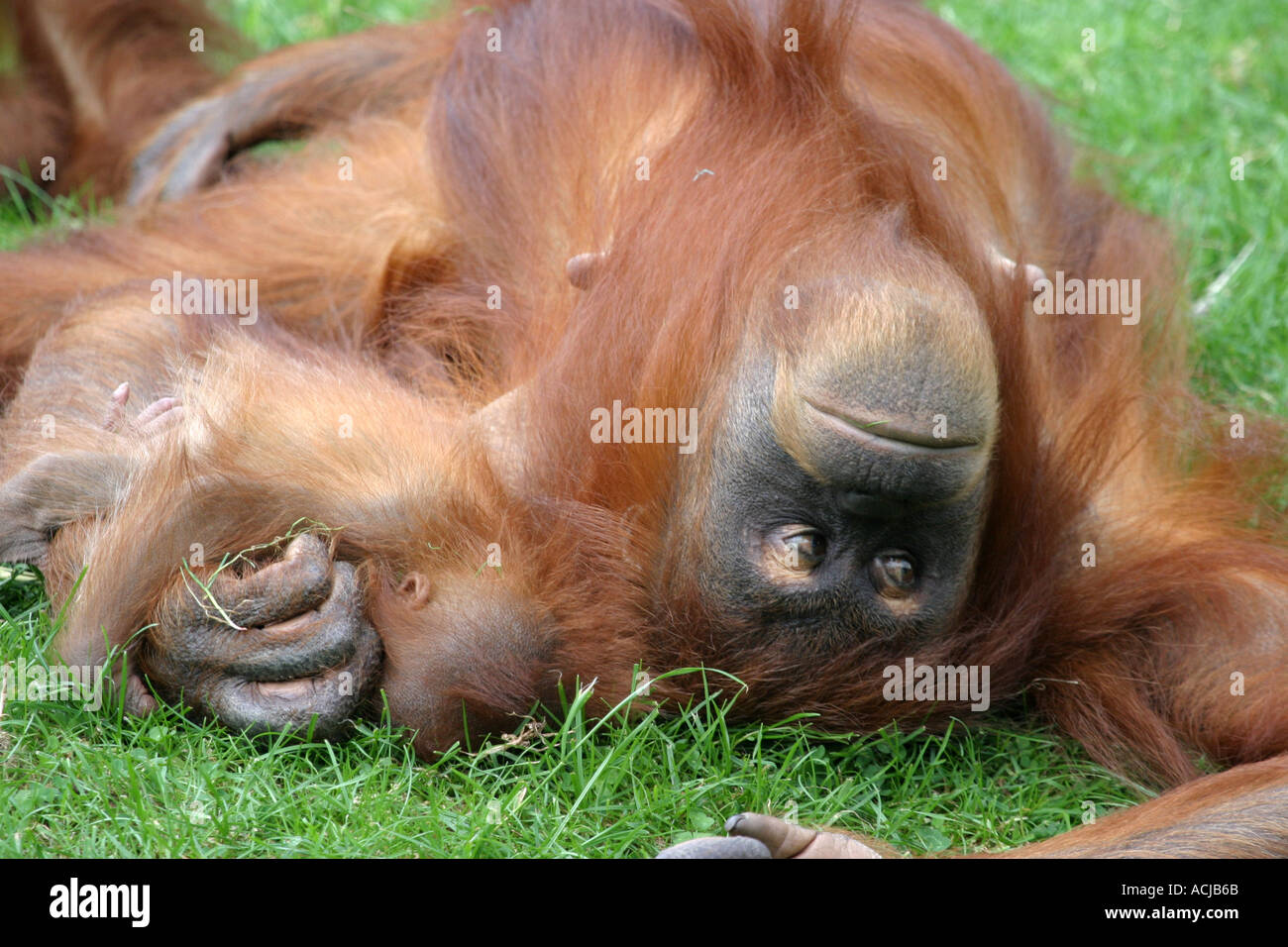 Orangutan mother and baby Motherly love Stock Photo
