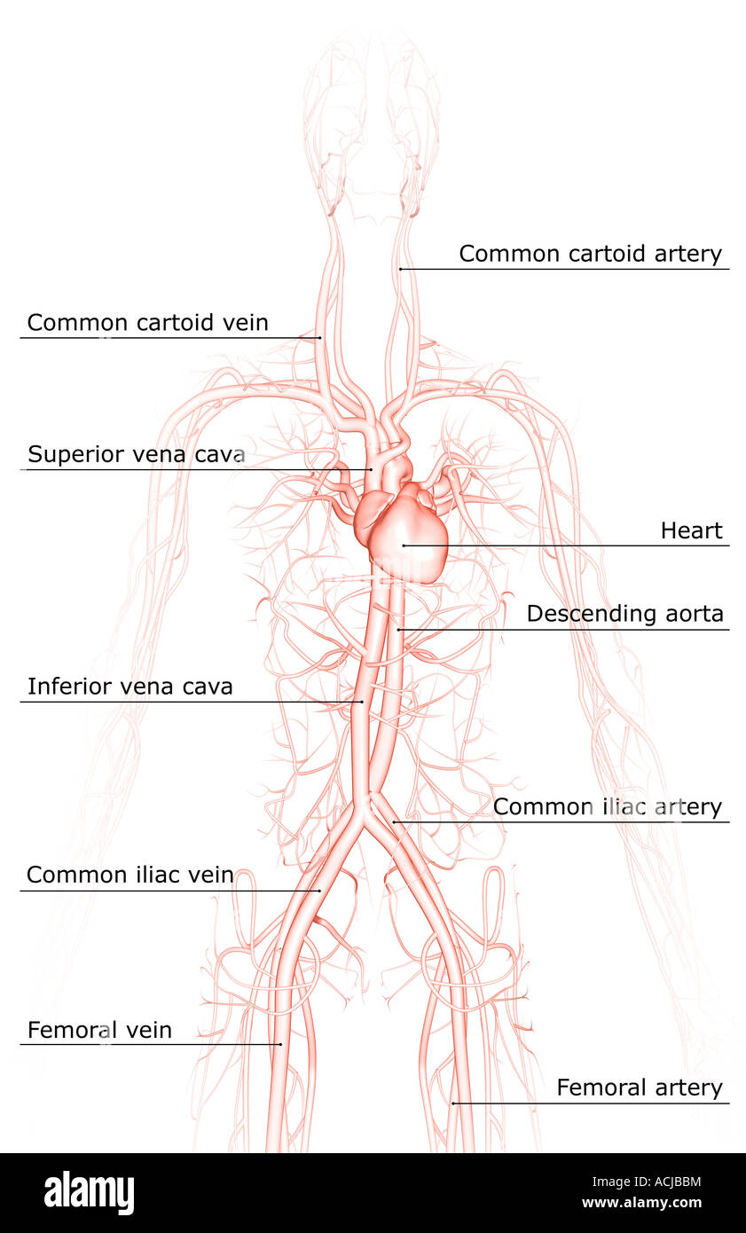 Upper Body Veins Labeled High Resolution Stock Photography And Images Alamy