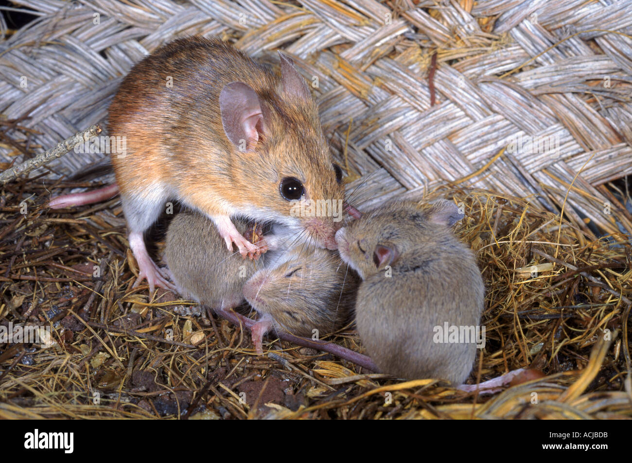Wood mouse caring for babies in nest Spain Stock Photo