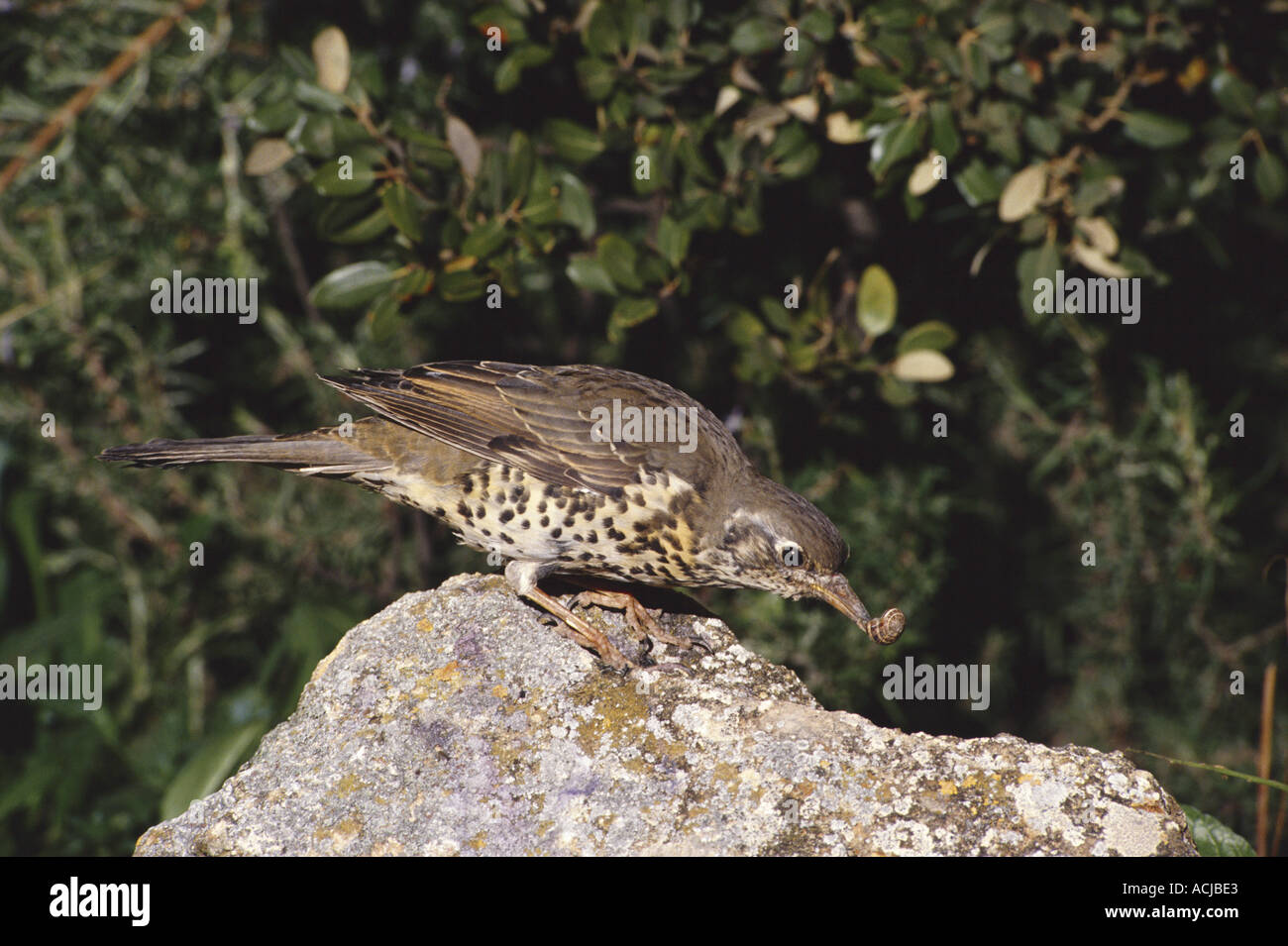 Song thrush at its anvil about to smash snail shell on rock Turdus philomelos Stock Photo