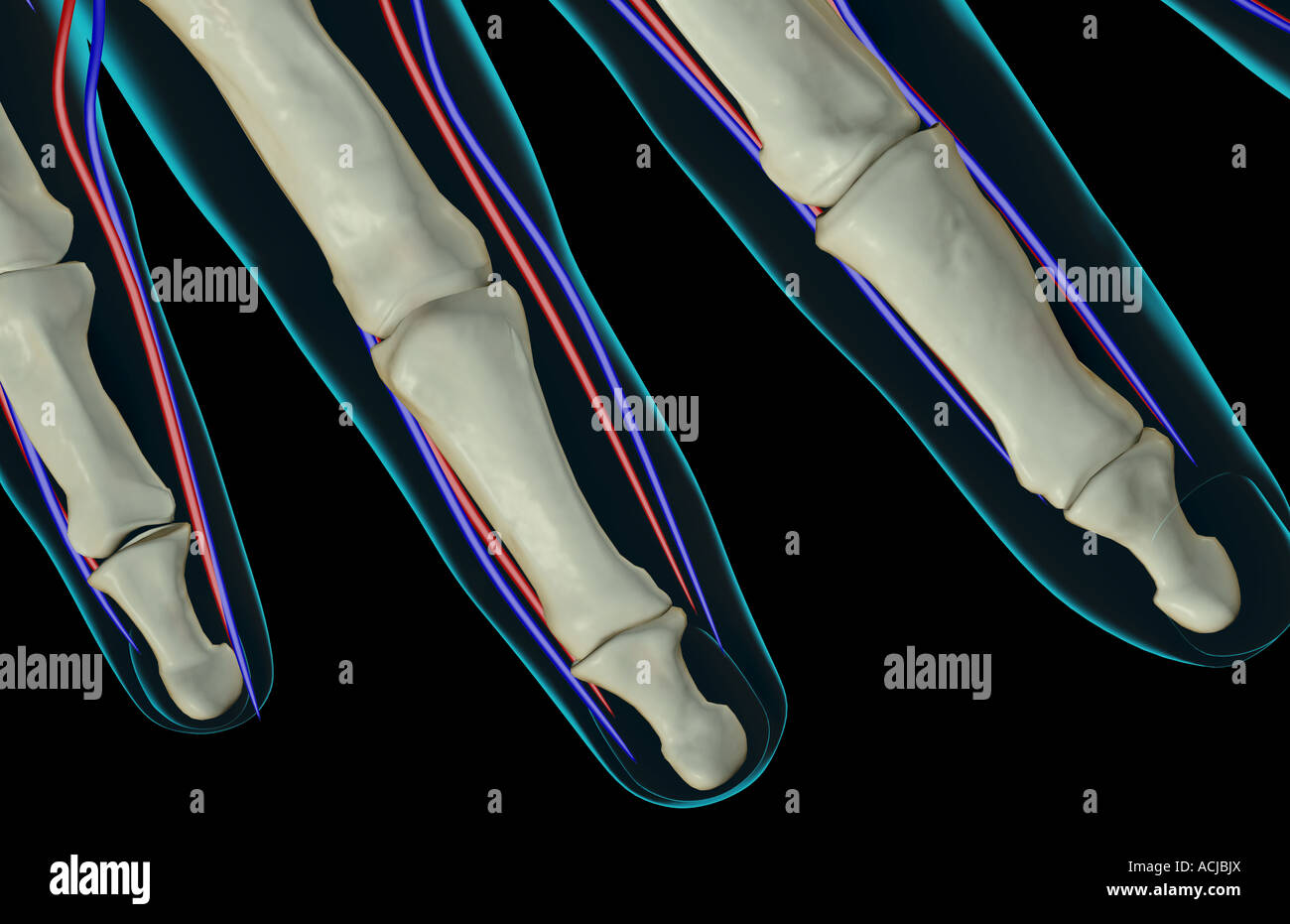 The blood supply of the fingers Stock Photo