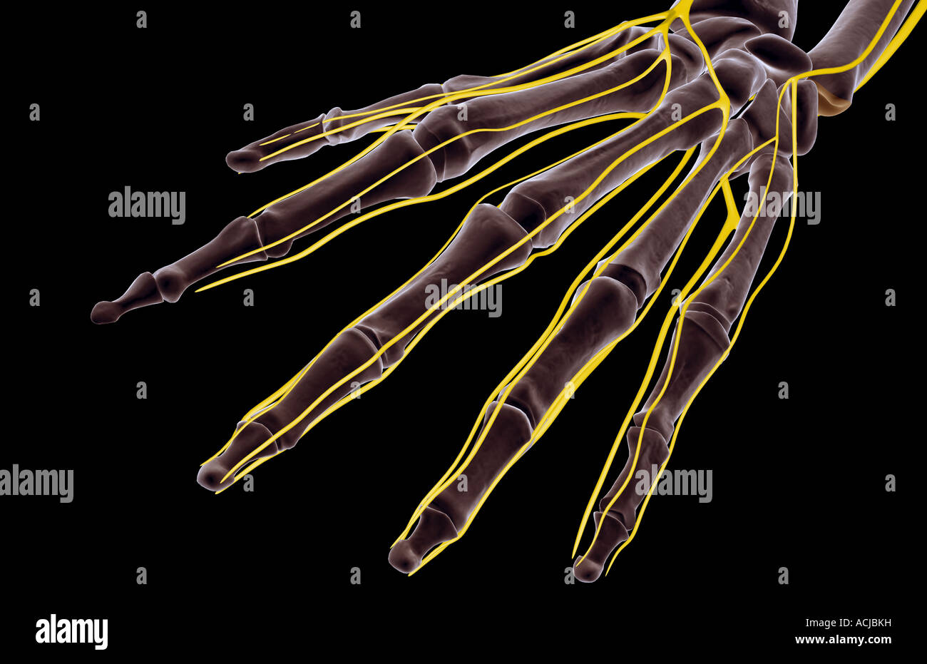 Human Hand Nerves Illustration Stock Photos & Human Hand Nerves