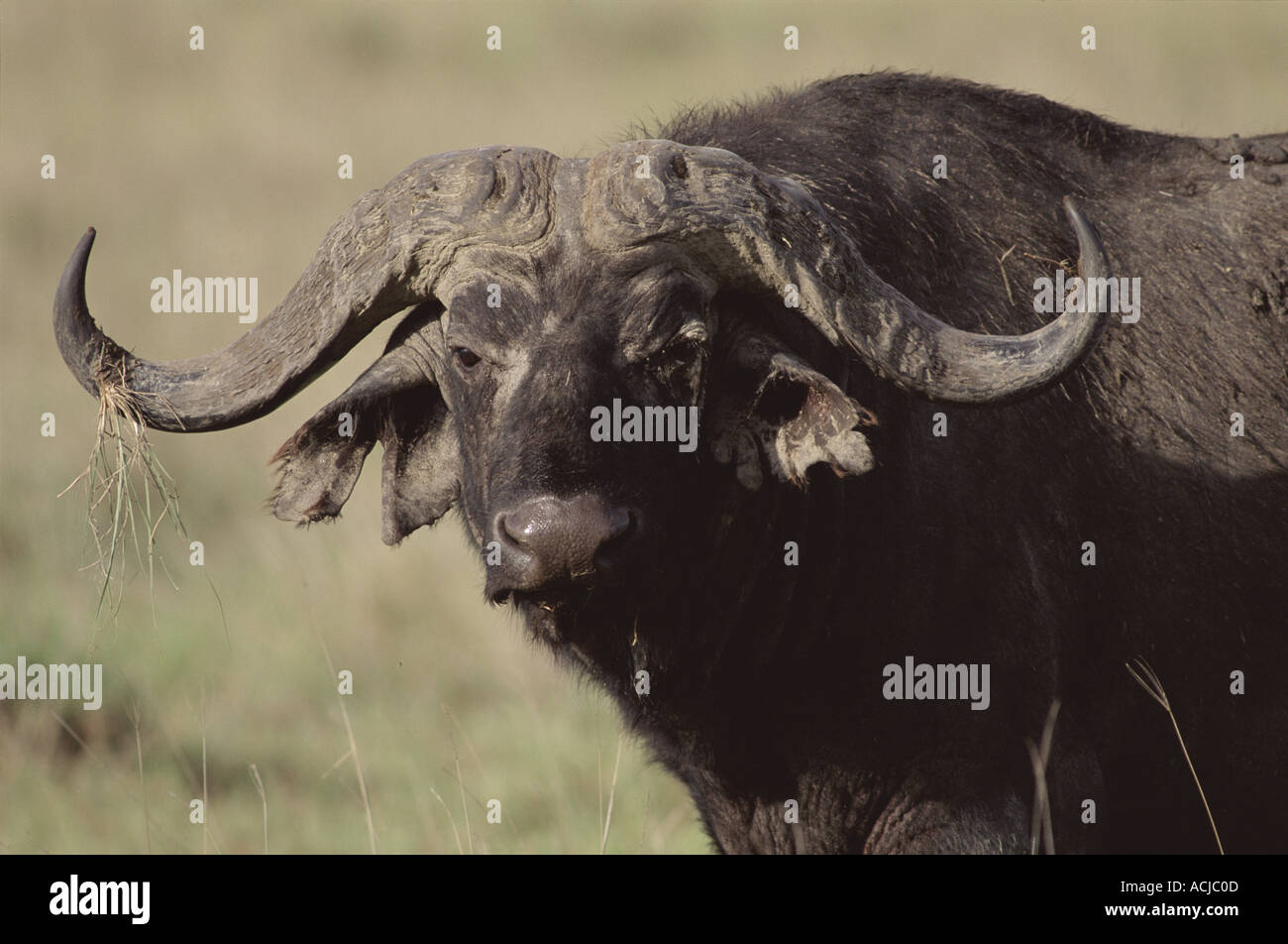 African buffalo Serengeti NP Tanzania Stock Photo - Alamy