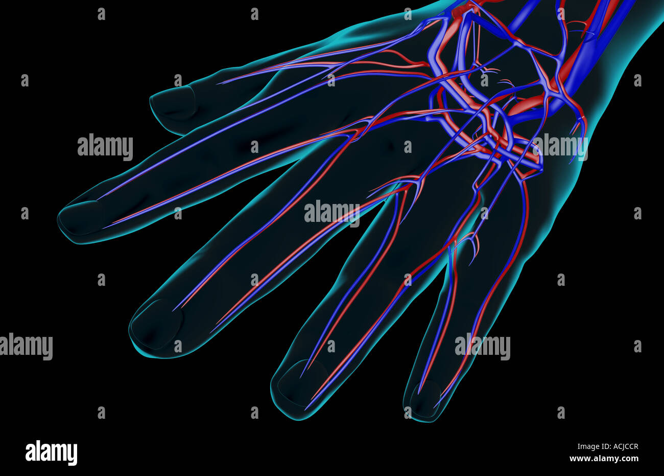 The blood supply of the hand Stock Photo