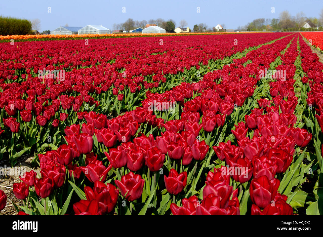 Field of Tulips Stock Photo - Alamy