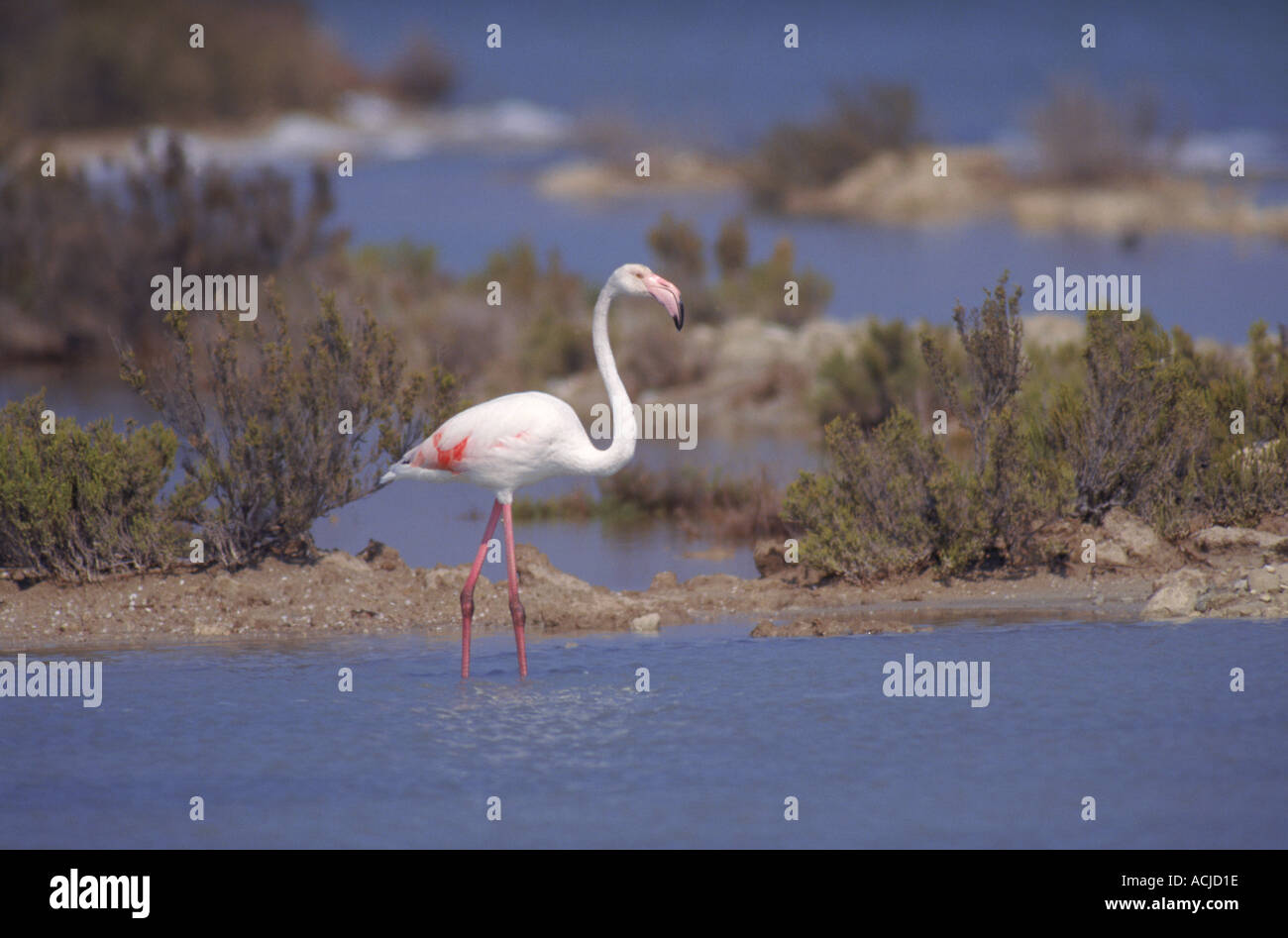 Greater flamingo Alicante Spain Stock Photo - Alamy