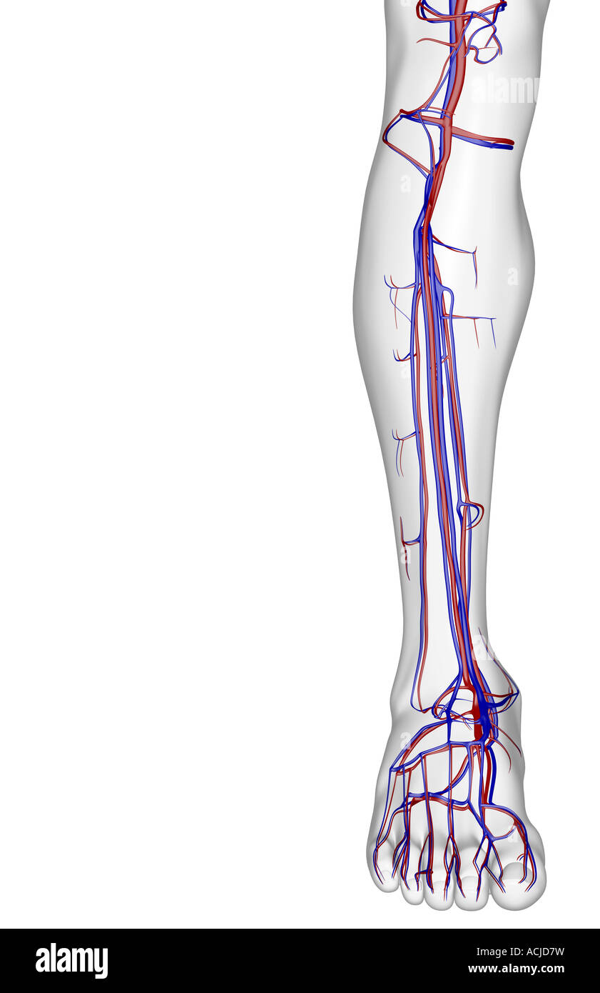 The blood supply of the leg Stock Photo