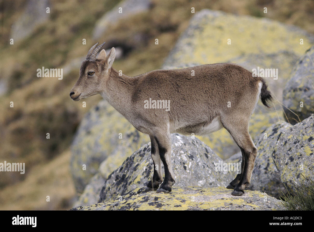 Spanish ibex female Sierra Gredos Spain Stock Photo - Alamy