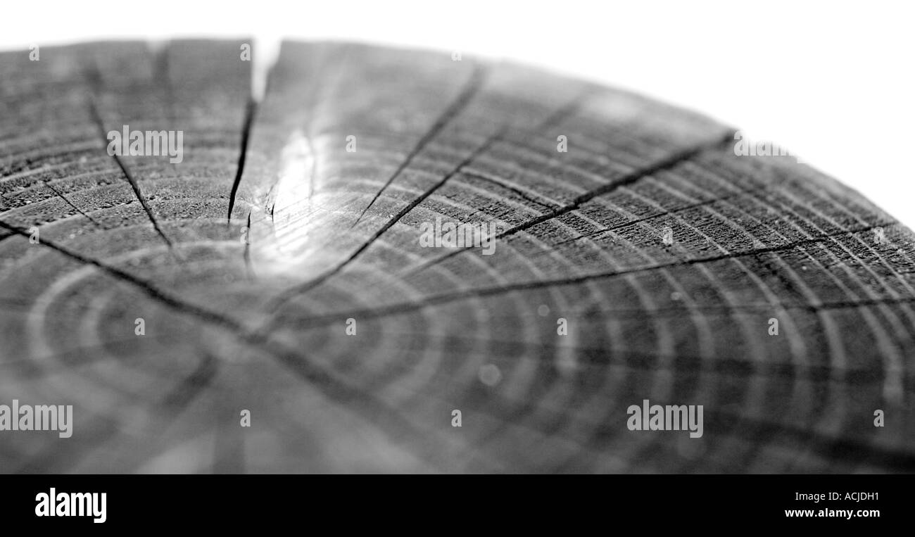 Cut tree trunk in Black and White Stock Photos & Images - Alamy