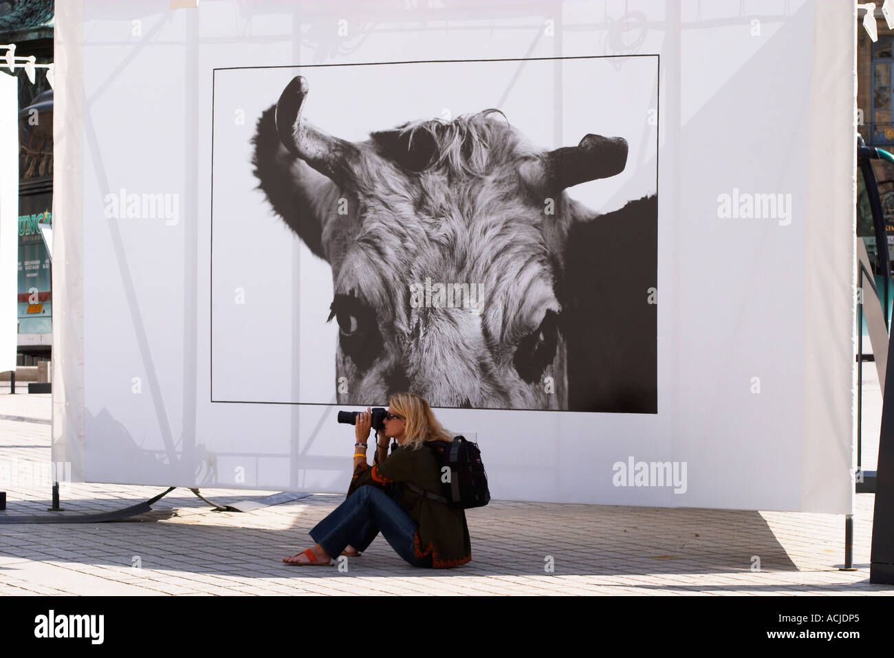 A woman taking a photo in front of a cow picture by Thierry des Ouches at the Exhibition Vaches (Cows) on place Vendôme Vendome Stock Photo