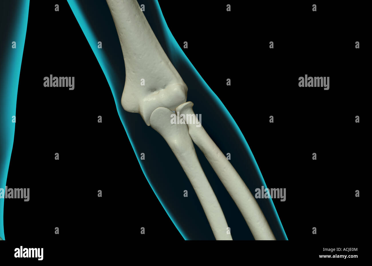The bones of the elbow Stock Photo Alamy
