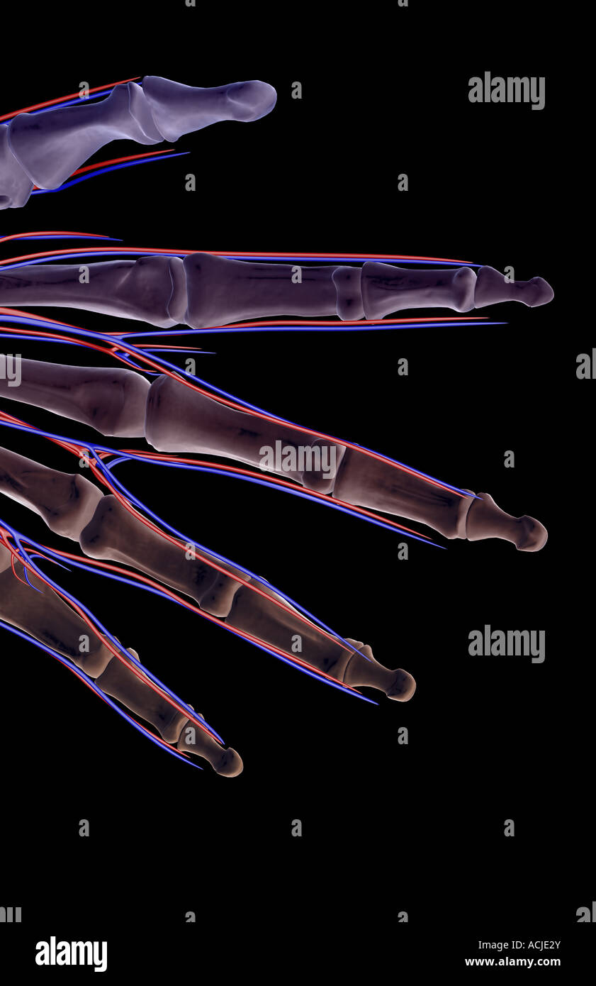 The blood supply of the fingers Stock Photo