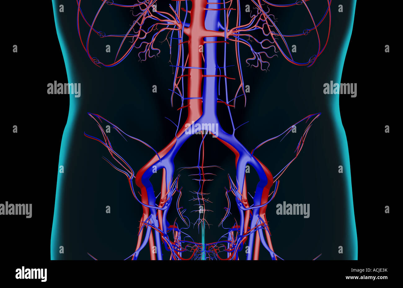 The blood supply of the lower back Stock Photo - Alamy
