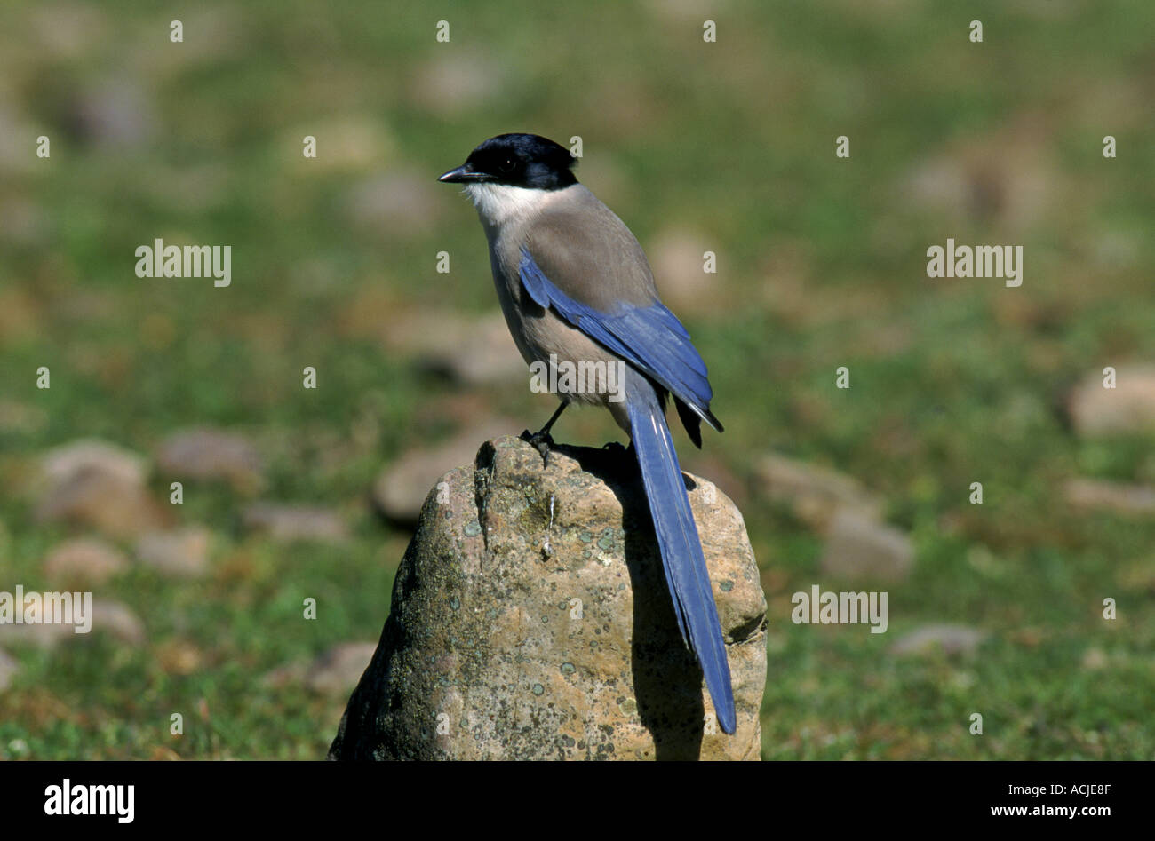 Azure winged magpie Ciudad Real Spain Stock Photo