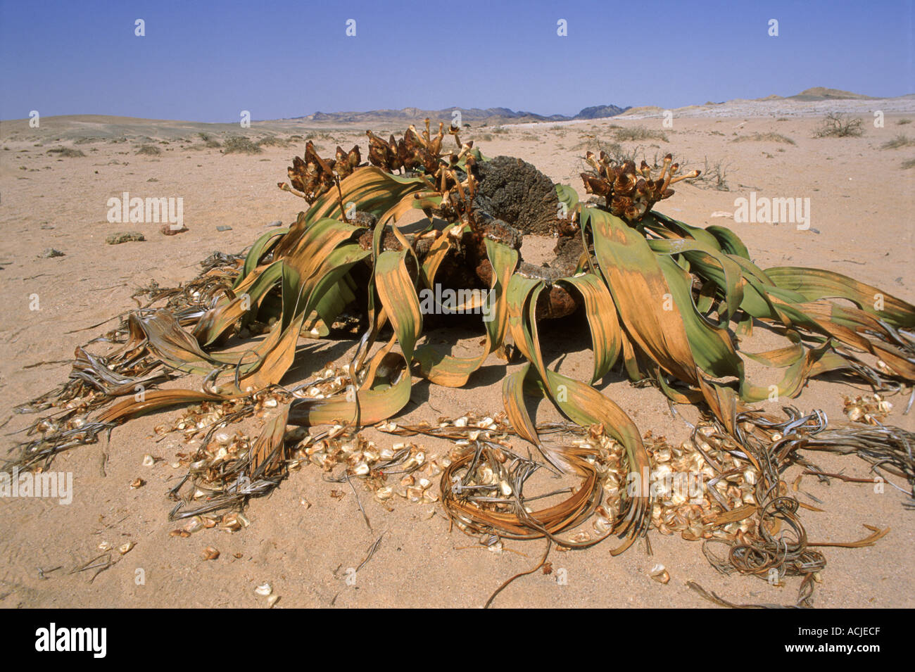 Welwitschia plant Welwitschia mirabilis two leaves only Namib Naukluft desert Namibia Southern Africa Stock Photo