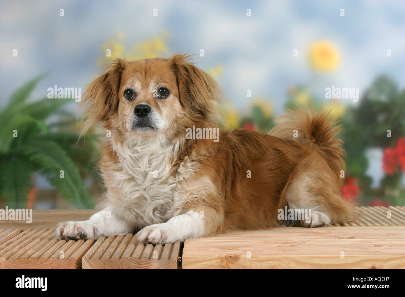 Mixed Breed Dog Stock Photo